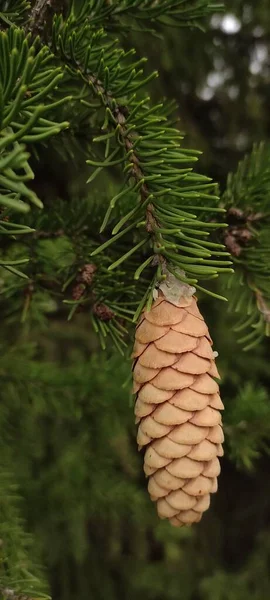 Herfst Geopende Dennenappels Groene Takken Verschillende Weersomstandigheden Onder Verschillende Lichtomstandigheden — Stockfoto