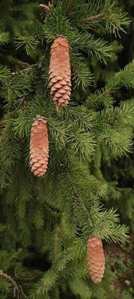 Herbst Die Geöffneten Tannenzapfen Auf Grünen Zweigen Unterschiedliche Wetterbedingungen Und — Stockfoto