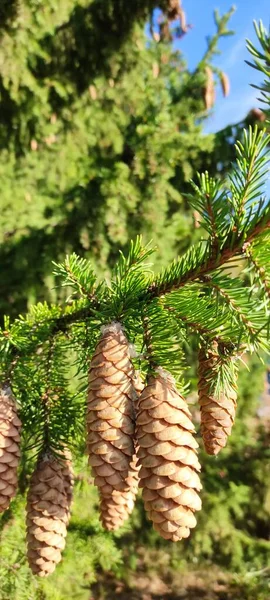 Herfst Geopende Dennenappels Groene Takken Verschillende Weersomstandigheden Onder Verschillende Lichtomstandigheden — Stockfoto