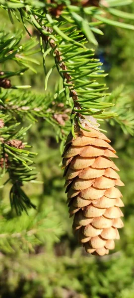 Autumn Opened Fir Cones Green Branches Different Weather Conditions Different — Stock Photo, Image
