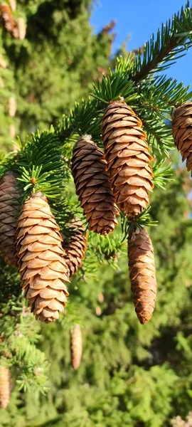 Autumn Opened Fir Cones Green Branches Different Weather Conditions Different — Stock Photo, Image