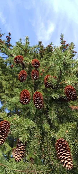 Autumn Opened Fir Cones Green Branches Different Weather Conditions Different — Stock Photo, Image