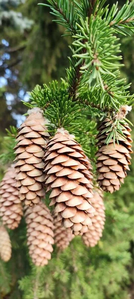 Herfst Geopende Dennenappels Groene Takken Verschillende Weersomstandigheden Onder Verschillende Lichtomstandigheden — Stockfoto