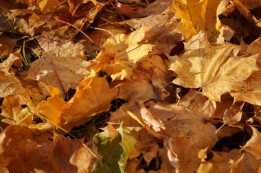 Sonbahar renkleri, parlak sarı-kırmızı. Akçaağaç yaprakları yerde ve ağaçlarda.
