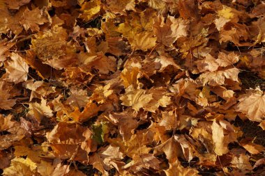 Sonbahar renkleri, parlak sarı-kırmızı. Akçaağaç yaprakları yerde ve ağaçlarda.