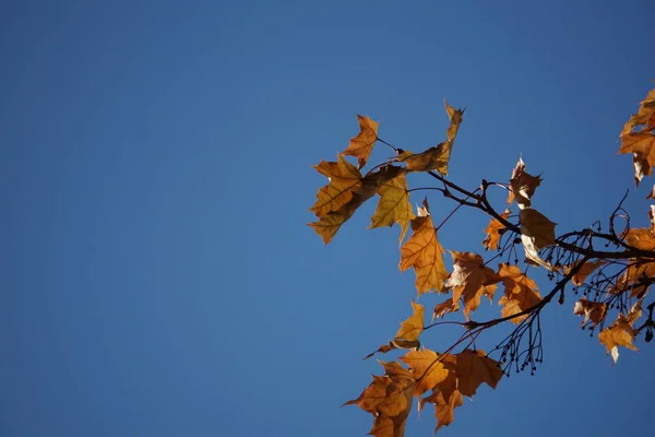 Cores Outono Amarelo Vermelho Brilhante Folhas Bordo Chão Nas Árvores — Fotografia de Stock