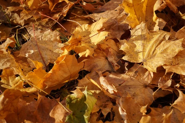 秋天的颜色 明亮的黄红色 枫叶落在地上和树上 — 图库照片