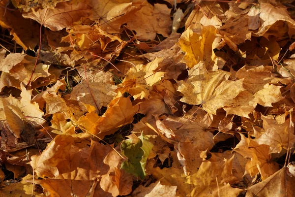 Colori Autunnali Giallo Rosso Brillante Foglie Acero Terra Sugli Alberi — Foto Stock