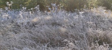 Sabah don çimenleri dondurdu. Her şey buzla kaplı. Çimlerin üzerinde buz kristalleri büyüdü..