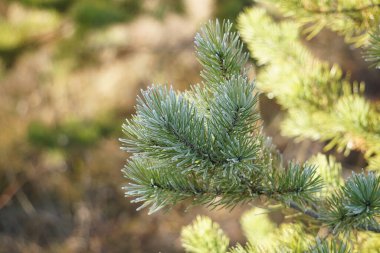 Sabah don ağaçları dondurdu. Her şey buzla kaplı. Ağaçlar buz zırhının içinde duruyor..