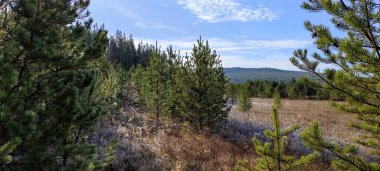 Sabah don ağaçları dondurdu. Her şey buzla kaplı. Ağaçlar buz zırhının içinde duruyor..