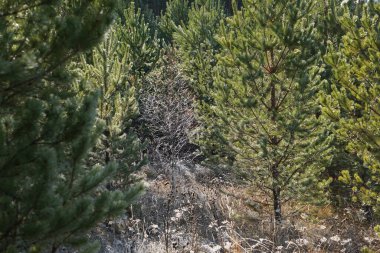 Sabah don ağaçları dondurdu. Her şey buzla kaplı. Ağaçlar buz zırhının içinde duruyor..