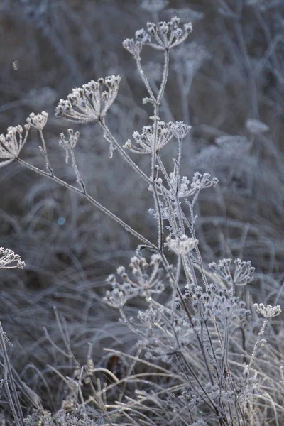Ranní Mráz Zamrzl Trávu Všechno Pokryté Ledem Ledové Krystaly Rostly — Stock fotografie