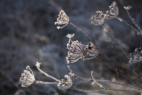 Ranní Mráz Zamrzl Trávu Všechno Pokryté Ledem Ledové Krystaly Rostly — Stock fotografie