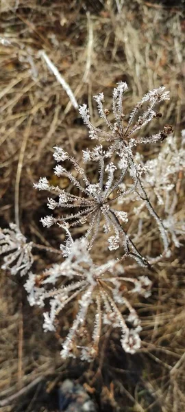 朝の霜が草を凍らせた すべて氷で覆われている 草の上に氷の結晶が生えていた — ストック写真