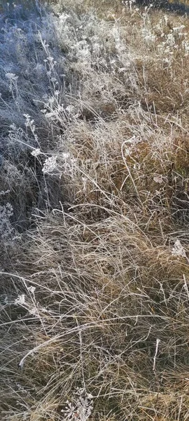 Sabah Don Çimenleri Dondurdu Her Şey Buzla Kaplı Çimlerin Üzerinde — Stok fotoğraf