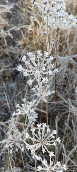 The morning frost froze the grass. Everything is covered in ice. Ice crystals grew on the grass.