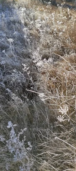 朝の霜が草を凍らせた すべて氷で覆われている 草の上に氷の結晶が生えていた — ストック写真