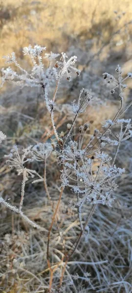 Geada Manhã Congelou Relva Está Tudo Coberto Gelo Cristais Gelo — Fotografia de Stock
