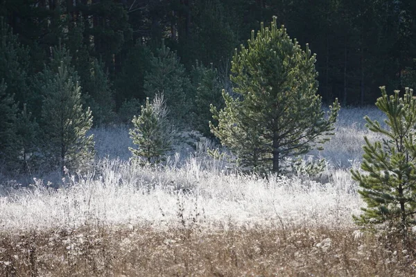 Morning Frost Froze Trees Everything Covered Ice Trees Stand Ice — Stock Photo, Image