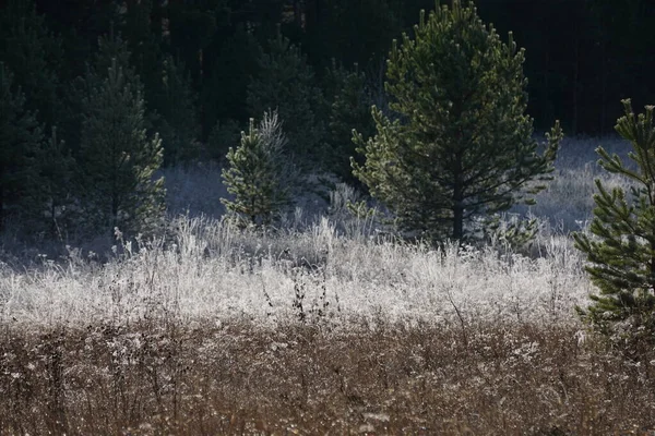 Morning Frost Froze Trees Everything Covered Ice Trees Stand Ice — Stock Photo, Image