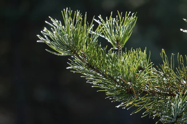 Gel Matinal Gelé Les Arbres Tout Est Couvert Glace Les — Photo