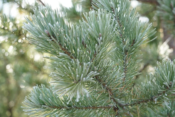 Ochtendvorst Bevroor Bomen Alles Bedekt Met Ijs Bomen Staan Een — Stockfoto