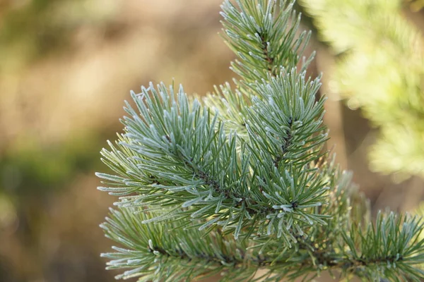 Gel Matinal Gelé Les Arbres Tout Est Couvert Glace Les — Photo