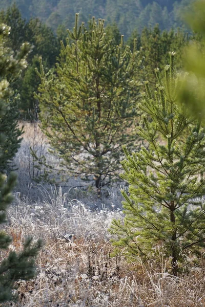 Gel Matinal Gelé Les Arbres Tout Est Couvert Glace Les — Photo