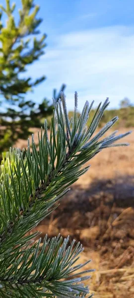 Gelo Mattutino Congelato Gli Alberi Tutto Coperto Ghiaccio Alberi Armatura — Foto Stock