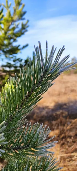 Reggeli Fagy Lefagyasztotta Fákat Mindent Jég Borít Fák Jégpáncélt Viselnek — Stock Fotó