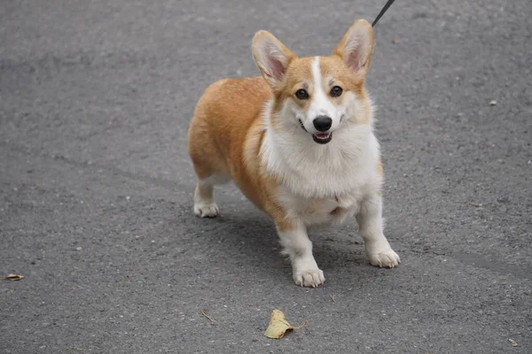 Egy Furcsa Corgi Kutya Sétál Ösvényen Tulajjal — Stock Fotó