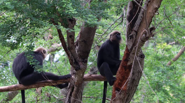 Reacción Monos Macacos Cola León —  Fotos de Stock