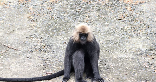 Reacción Monos Macacos Cola León — Foto de Stock