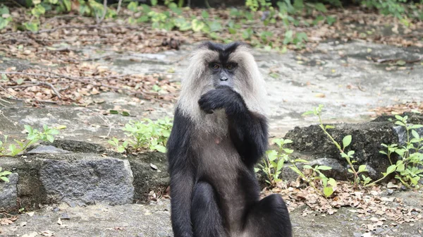 lion-tailed macaque monkeys reaction