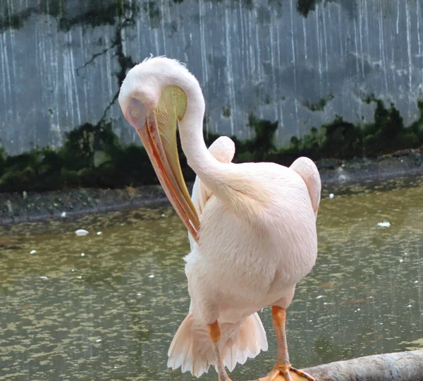 Pelikan Beyaz Pelikan Kuşu Pembe Büyük Gaga Bahar Elbisesi Beyaz — Stok fotoğraf