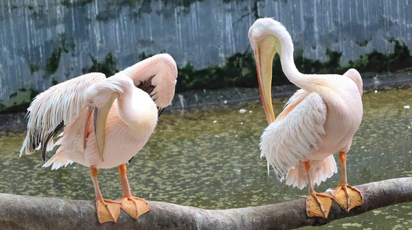 Zwei Pelikane Weißer Pelikan Wasservogel Rosa Großer Schnabel Frühlingskleid Weißer — Stockfoto