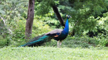 Güzel mavi renk Yeşil zemindeki Tavuskuşu