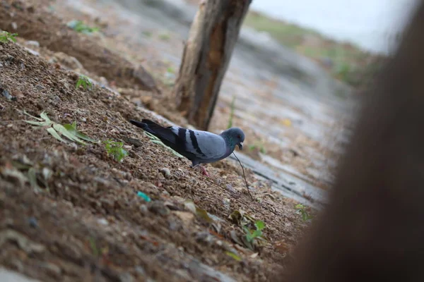 Pigeon Land — Stock Photo, Image