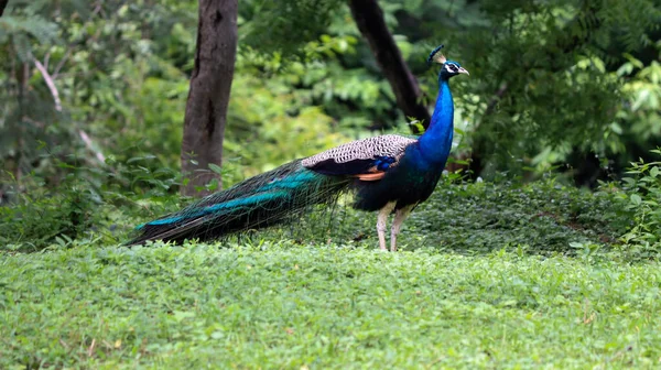 Mooie Blauwe Kleur Peacock Groene Grond — Stockfoto