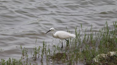 Gölde akan güzel su dalgaları beyaz turnalardan birinin durduğu yerde.