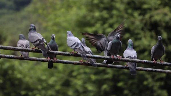 Güvercinler Demir Çubuklarda Oturur Yeşil Arka Planda — Stok fotoğraf