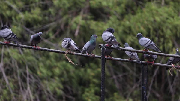 Güvercinler Demir Çubuklarda Oturur Yeşil Arka Planda — Stok fotoğraf