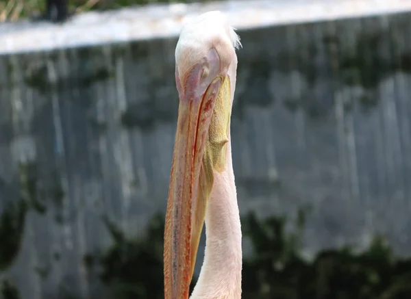 Pelican Neck Head Closed Eye Backround Wall — Stock Photo, Image