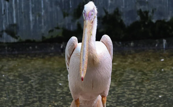 壁の後ろに立っているペリカン1人 — ストック写真