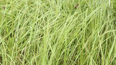 Güzel uzun kamış otlarına yeşil mozaik denir.