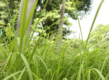 Güzel uzun kamış otlarına yeşil mozaik denir.