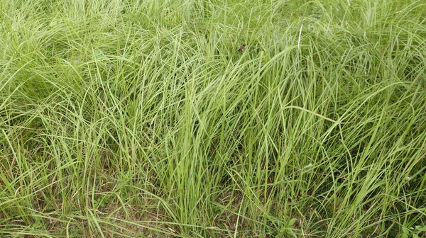 Beautiful Elongated Reed Grasses Called Green Mosaic — Stock Photo, Image