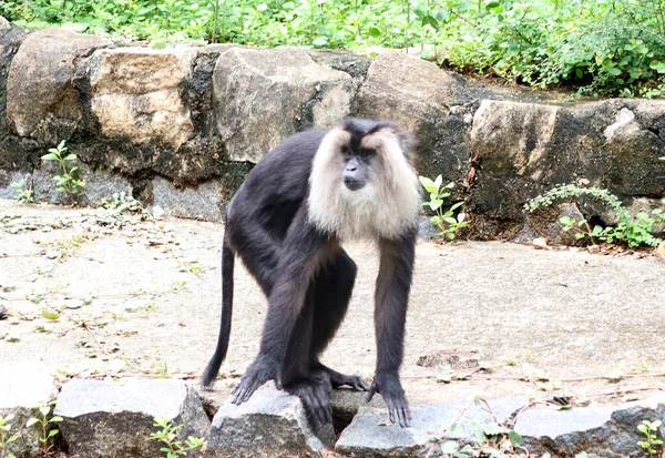Monos Negros Macacos Cola León — Foto de Stock