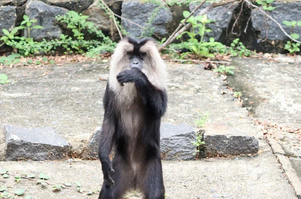 Mono Negro Macaco Cola León — Foto de Stock